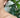 Edelweiss Backdrop Earrings